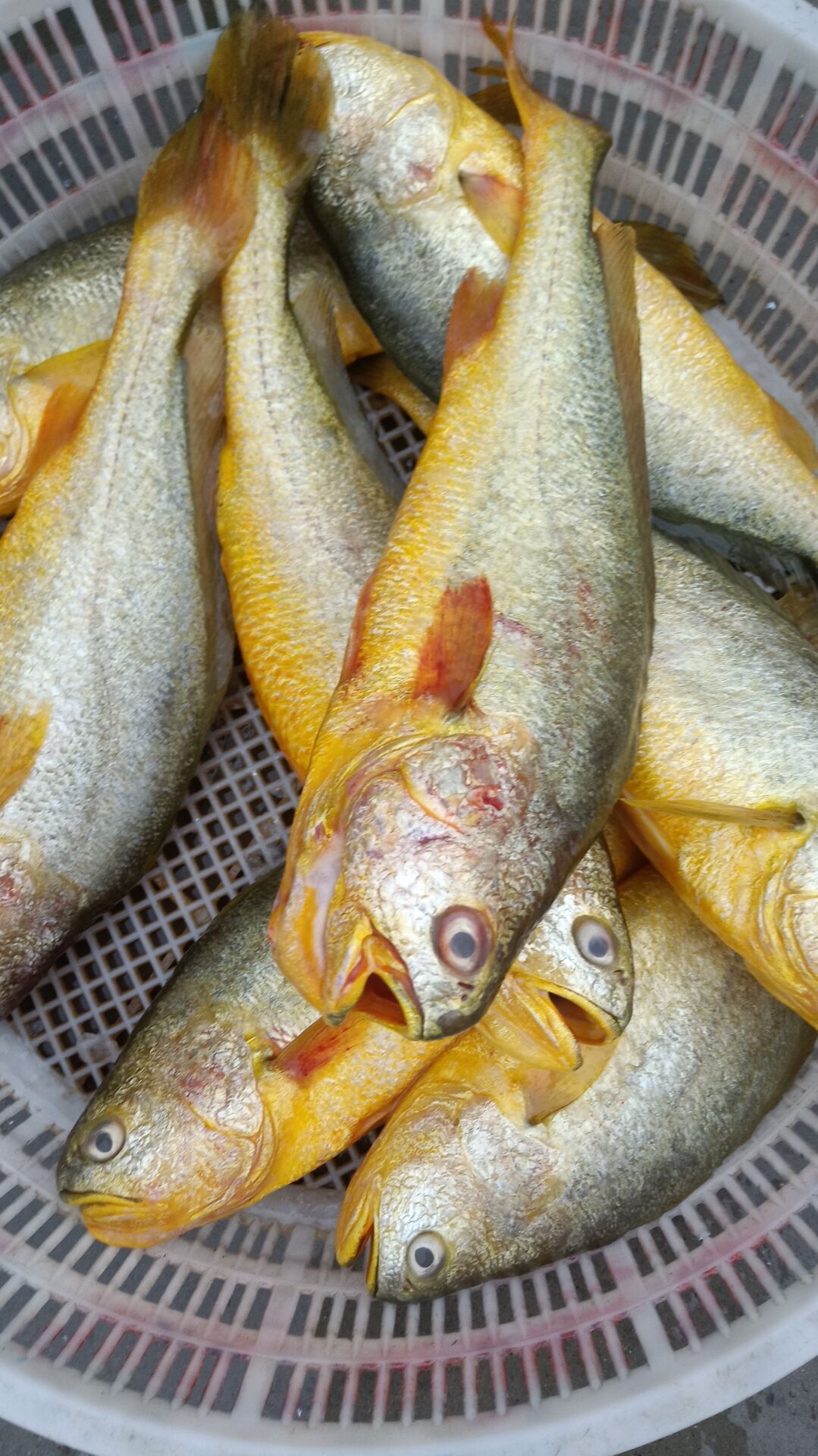 [大黄鱼批发]大黄鱼 渤海大黄花鱼,1.5—1.