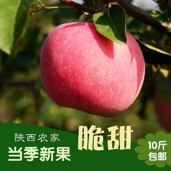  现摘2019年陕西红富士苹果10斤装一整箱农家脆甜包邮