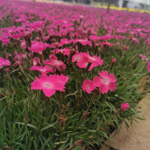 沭阳县 欧石竹