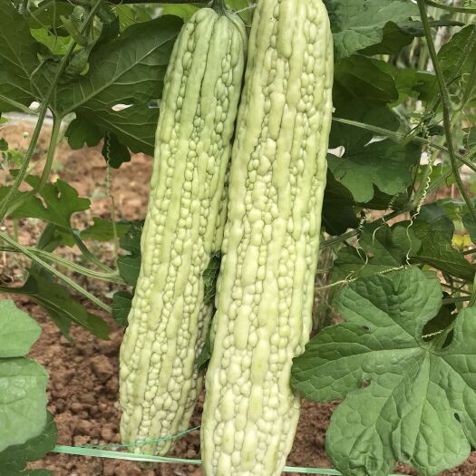 白玉苦瓜種子  苦瓜種子，種都高科！