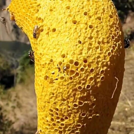 瑞麗市蜂蜜  緬甸蜂巢蜜