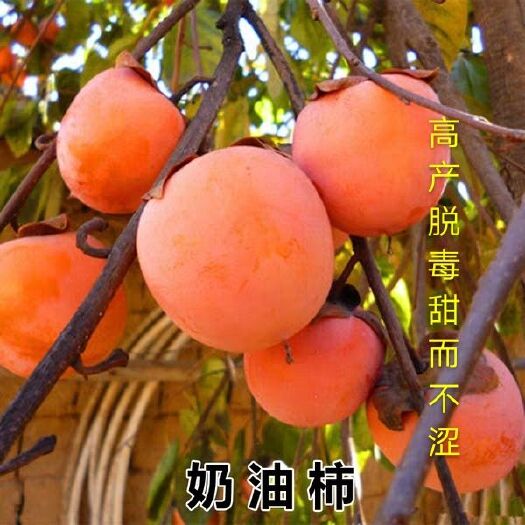 平邑县脆柿苗 高产脱毒，甜而不涩，现挖现卖，根系发达成活率高，死苗补发