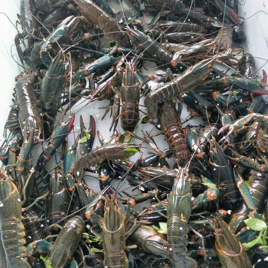 湛江澳洲龙虾 活鲜