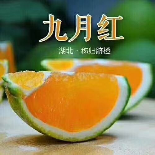 秭归县九月红脐橙 秭归脐橙九月红，果园直发，现摘现卖