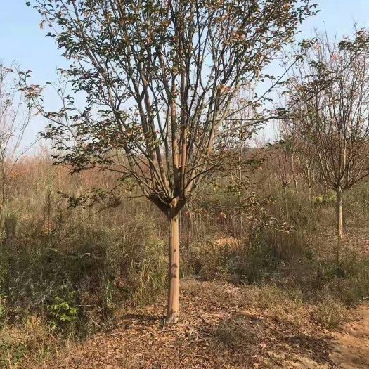 常州 川红紫薇，工程紫薇
