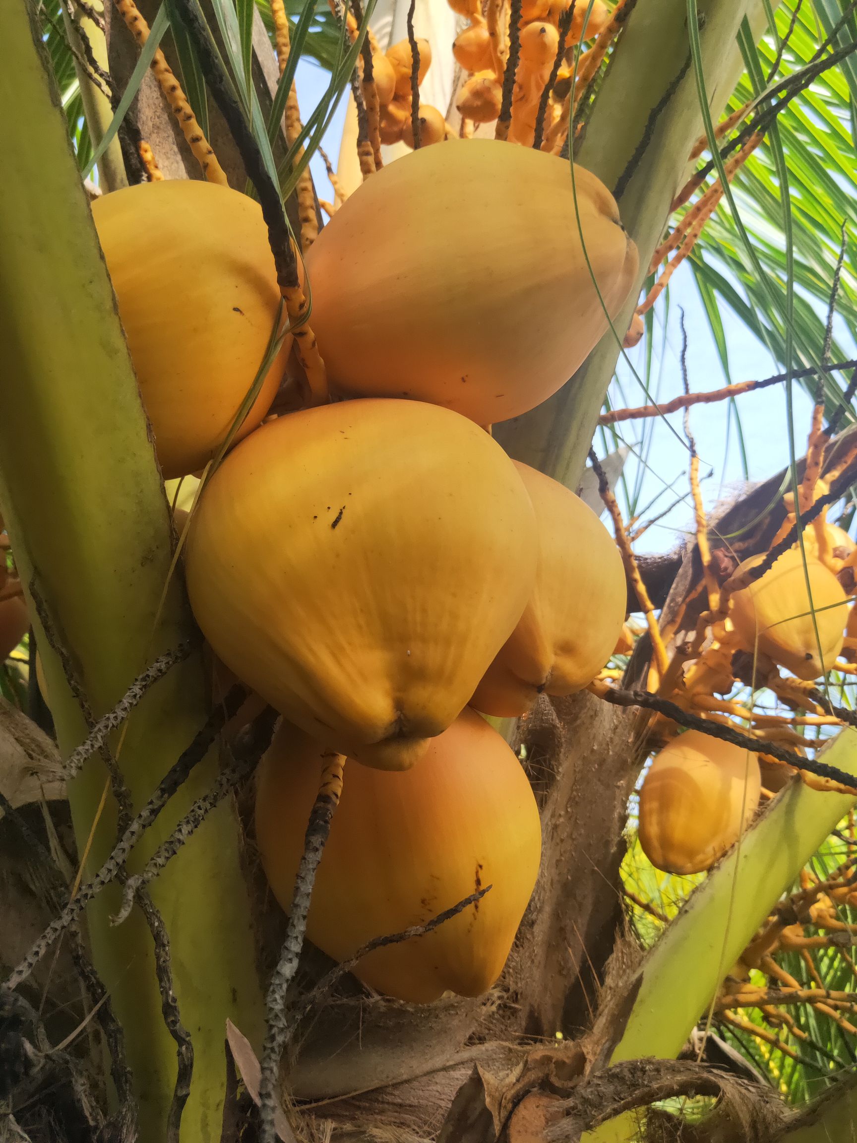  海南椰子金椰 个头美丽 长的头又漂亮喝起来有青甜可口