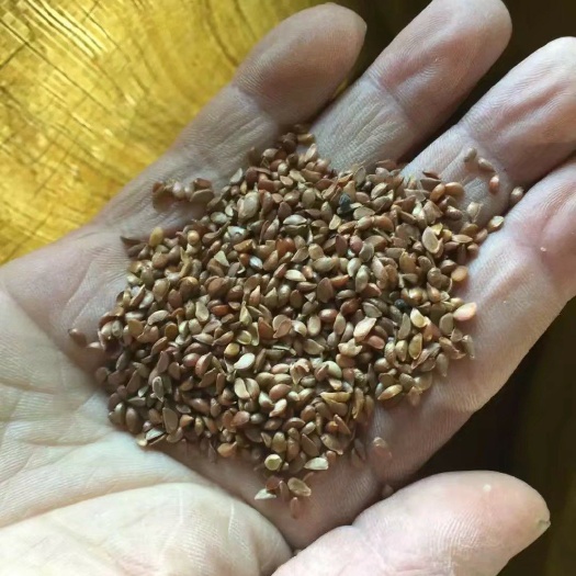 山荆子种子  山丁子种子辽宁省地产耐寒种源