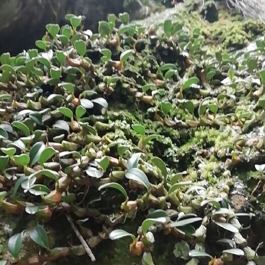 奉节 石豆兰大量出售！有兴趣的联系！
