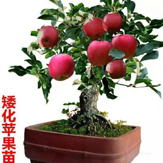 平邑县矮化红富士苹果苗  矮化红富士苹果树苗，保证品种质量，保证纯度，基地现发货