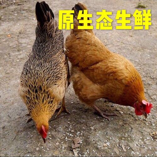  【黑脚老母鸡】正宗土鸡草鸡柴鸡散养700天【净重2.1-2.