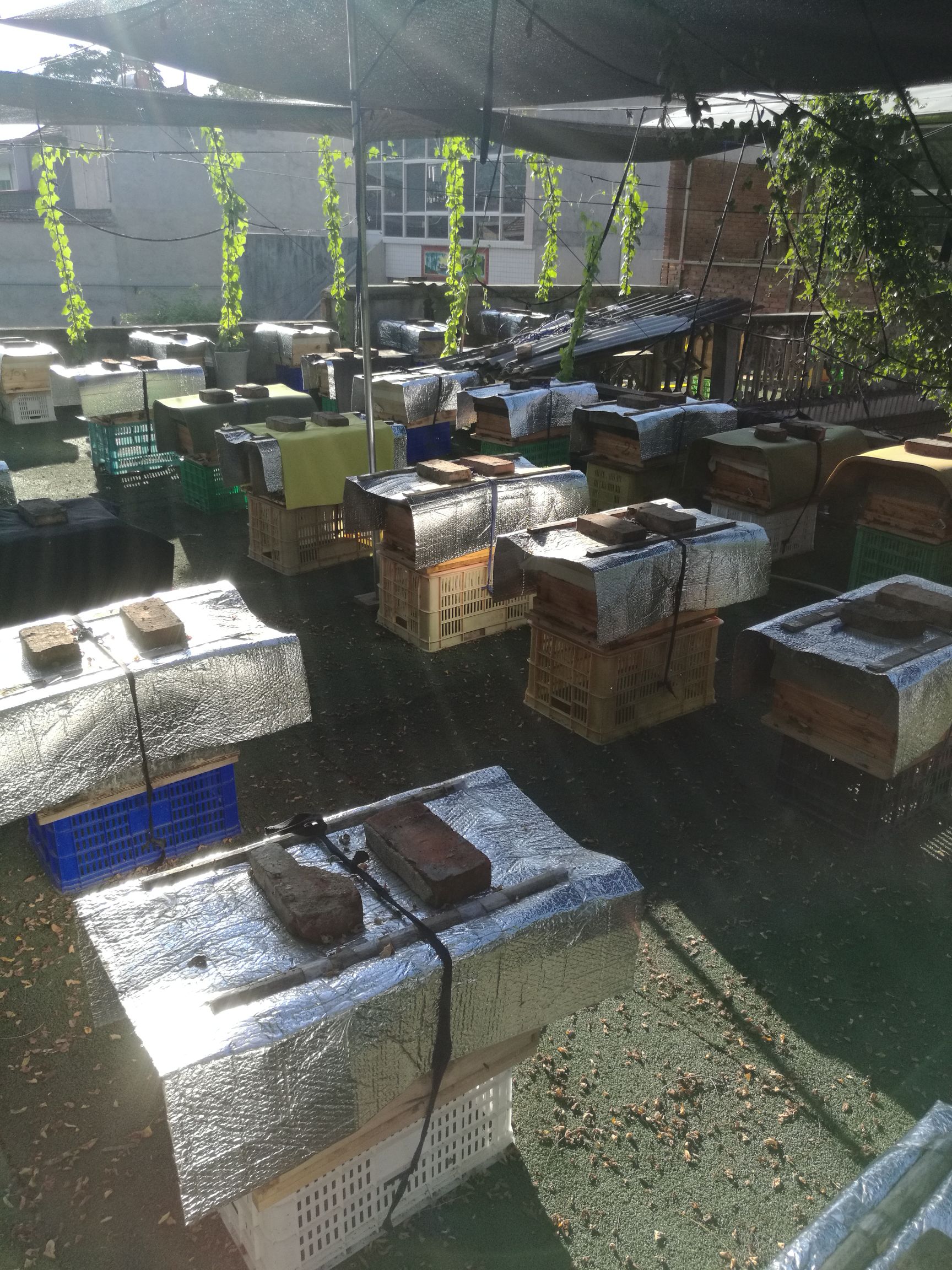  秦岭中蜂，耐寒耐热，抗病能力强，能维持强群，采集力强！