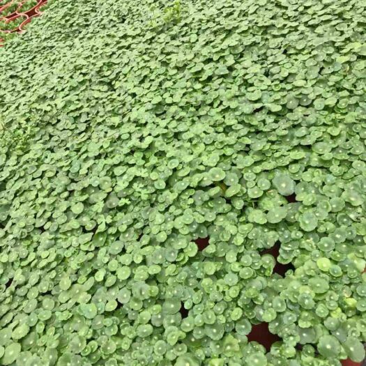 平湖市 爱尚花卉基地直销铜钱草盆栽