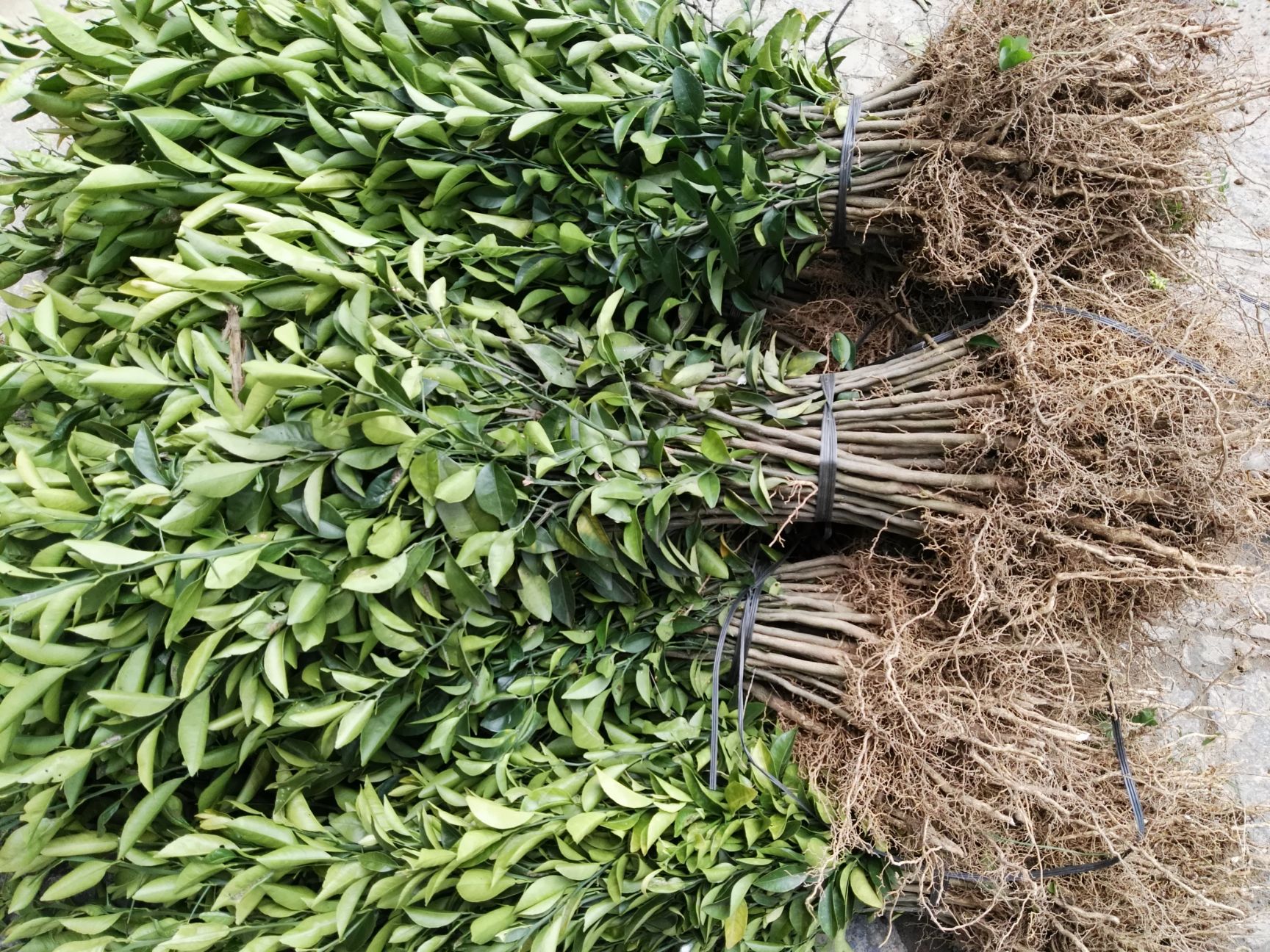 红桔苗   红橘直生苗  广西红桔苗0.5粗以上嫁接枮木苗