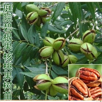 平邑县 核桃苗 大粒碧根果苗 包品种 当年结果【签合同 基地直销】