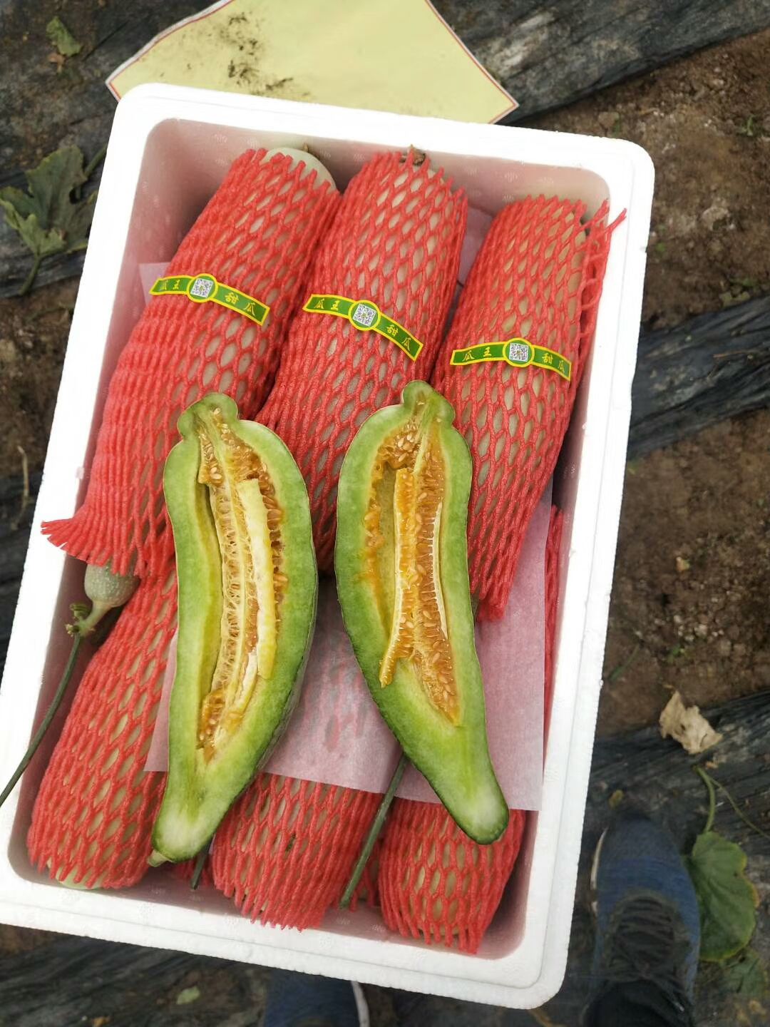 羊角蜜甜瓜 羊角蜜,博洋系列,绿宝