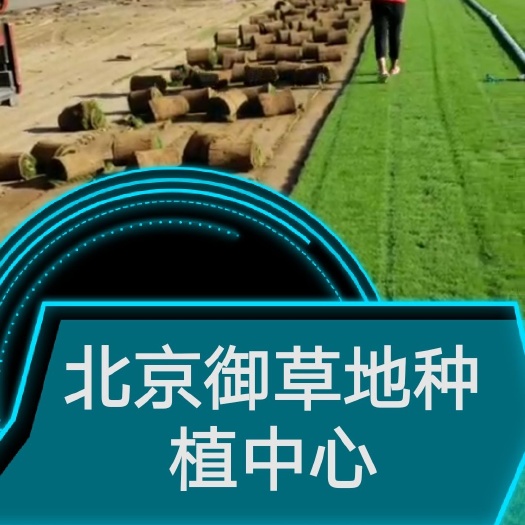  京津翼草坪销售草坪价格园林绿化