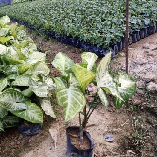 漳浦县绿精灵合果芋盆栽 合果芋白蝴蝶五斤袋