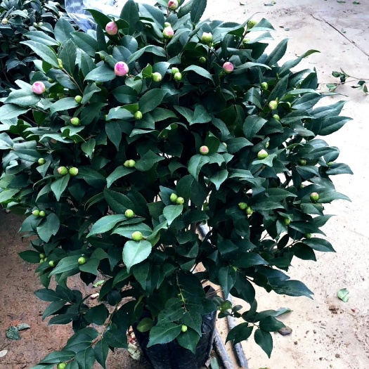 漳平市 香妃茶花赤丹茶花五彩茶花盆栽