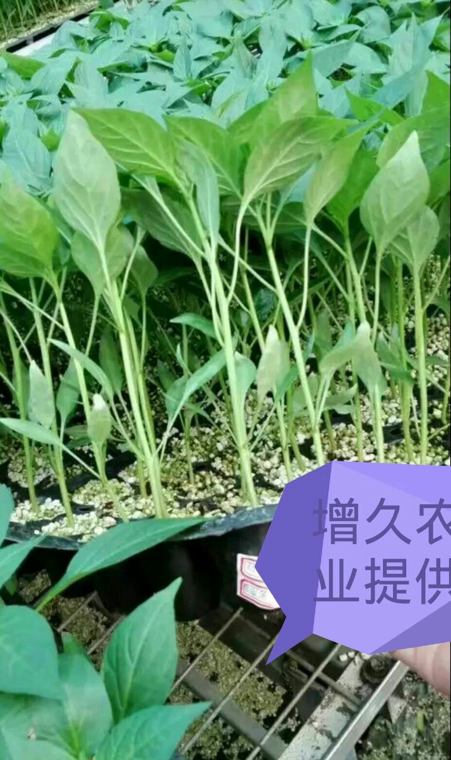 牛角椒苗 好货不便宜