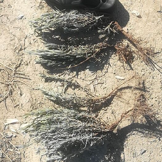 伊宁市羽叶薰衣草 农户大量熏衣草苗13999出售386393