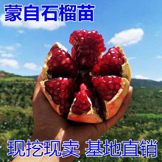平邑县 果树苗蒙自石榴苗突尼斯软籽石榴树苗南北方种植盆栽地栽当年结果