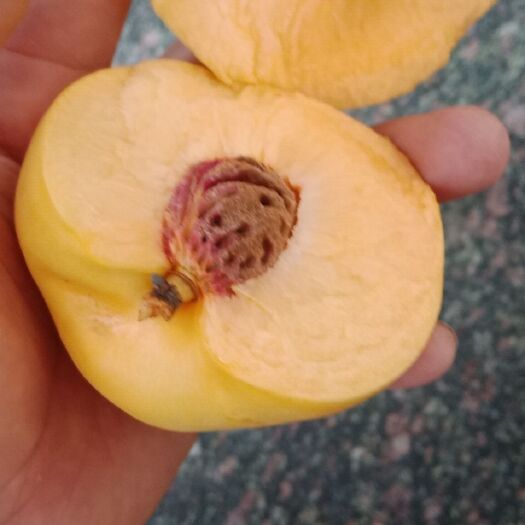 邹城市油桃苗 早熟，晚熟黄肉油桃