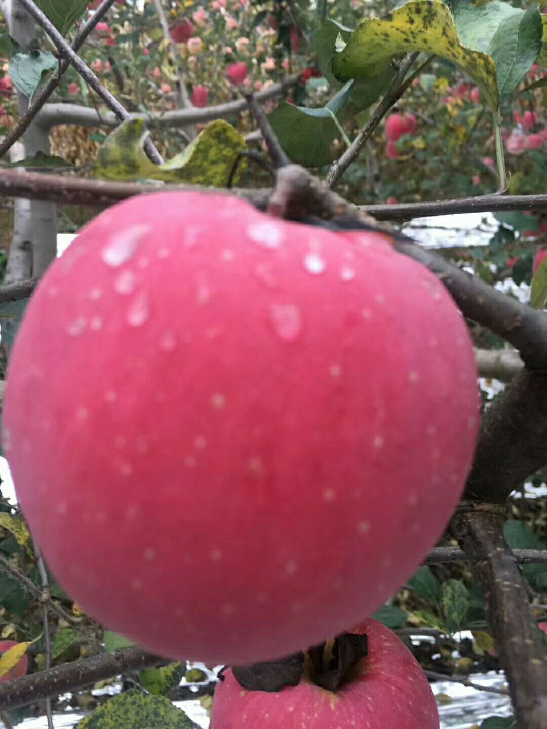  甘肃庆阳苹果，黄土高塬，光照时长。果面干净，果品可口，值得信