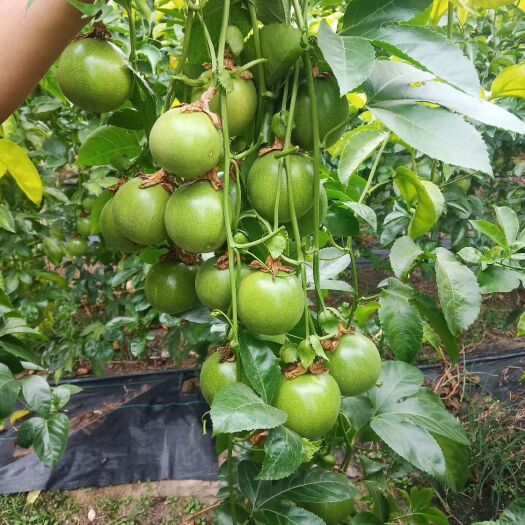 灵山县台农百香果苗带土发货更好