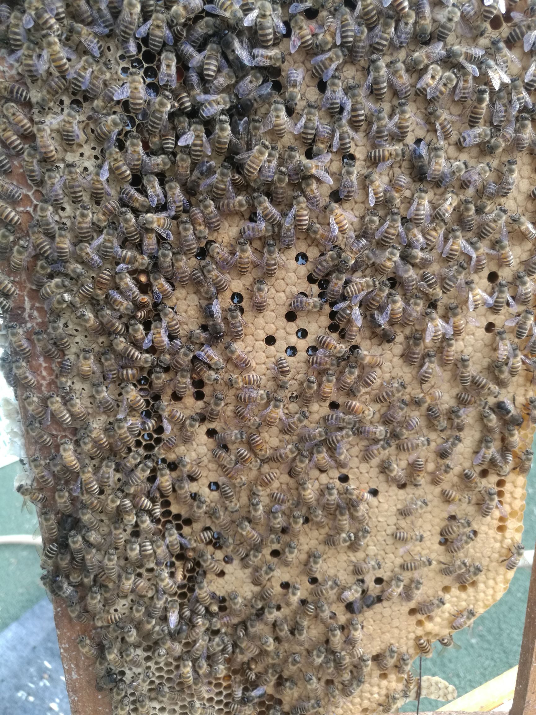  秦岭中蜂，耐寒耐热，抗病能力强，能维持强群，采集力强！