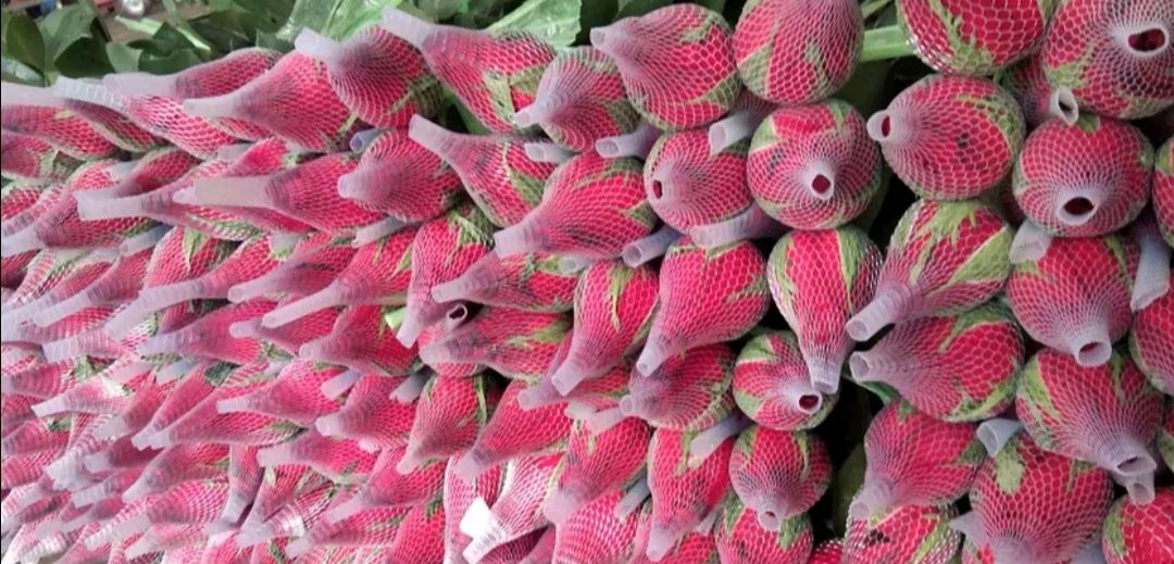  玫瑰月季鲜花花切批发，全国空运量大全年供货