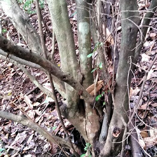 巴东县映山红 1.5~2.0米