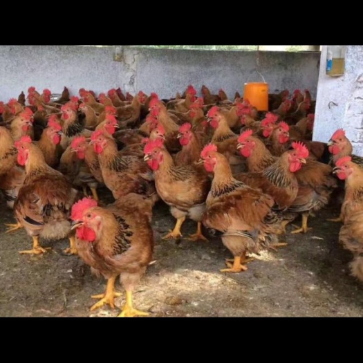 沭阳县K9鸡种蛋 K9种蛋