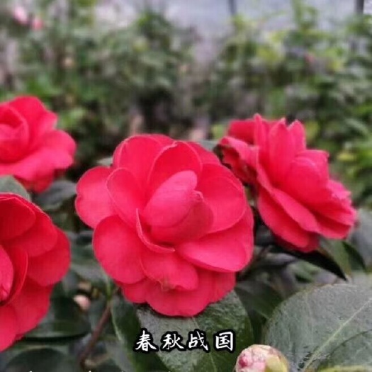漳平市 名贵品种茶花：春秋战国茶花苗产地发货快递包邮部分带花苞