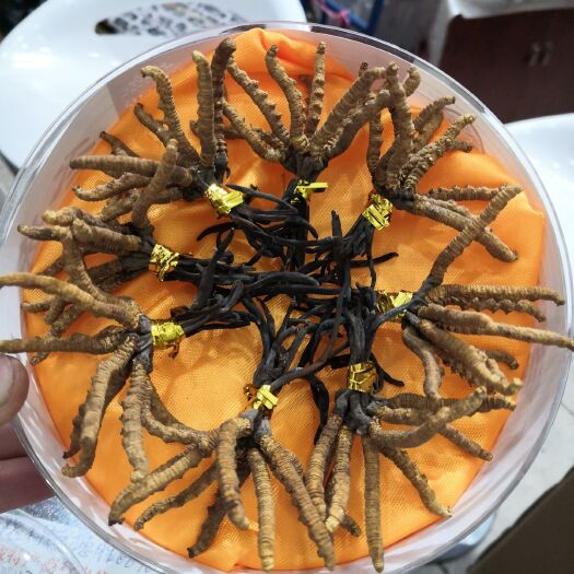 西宁 网红小虫草