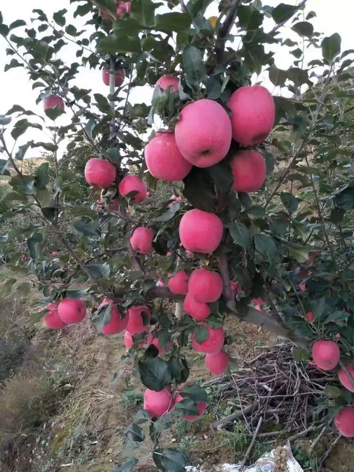 煙富10蘋(píng)果苗 煙富10號(hào)蘋(píng)果苗批發(fā) 種植基地