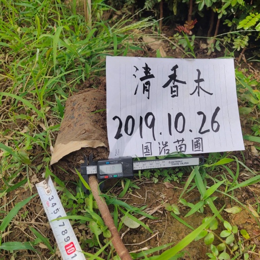 保山 清香木，二十万棵，高1米至2米，地径1公分至1.5公分