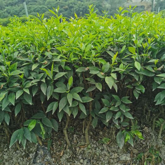 钦州 芒果苗，柑橘苗，龙眼苗，荔枝苗，菠萝蜜苗，柚子苗，黄皮苗