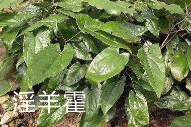 都匀市短角淫羊藿 贵州高原淫羊霍药用价值高！