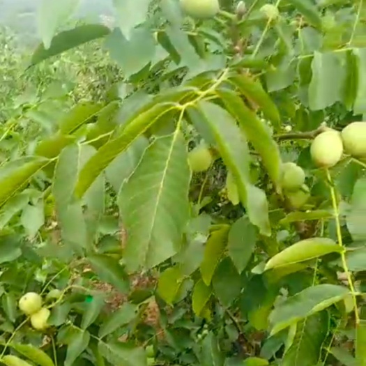 唐山 压榨核桃油