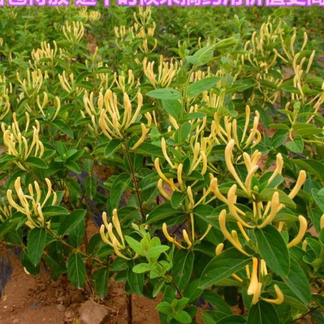 四季金银花苗 金银花品种齐全，山银，大毛，红色，金花三号，懒汉，南银，北花