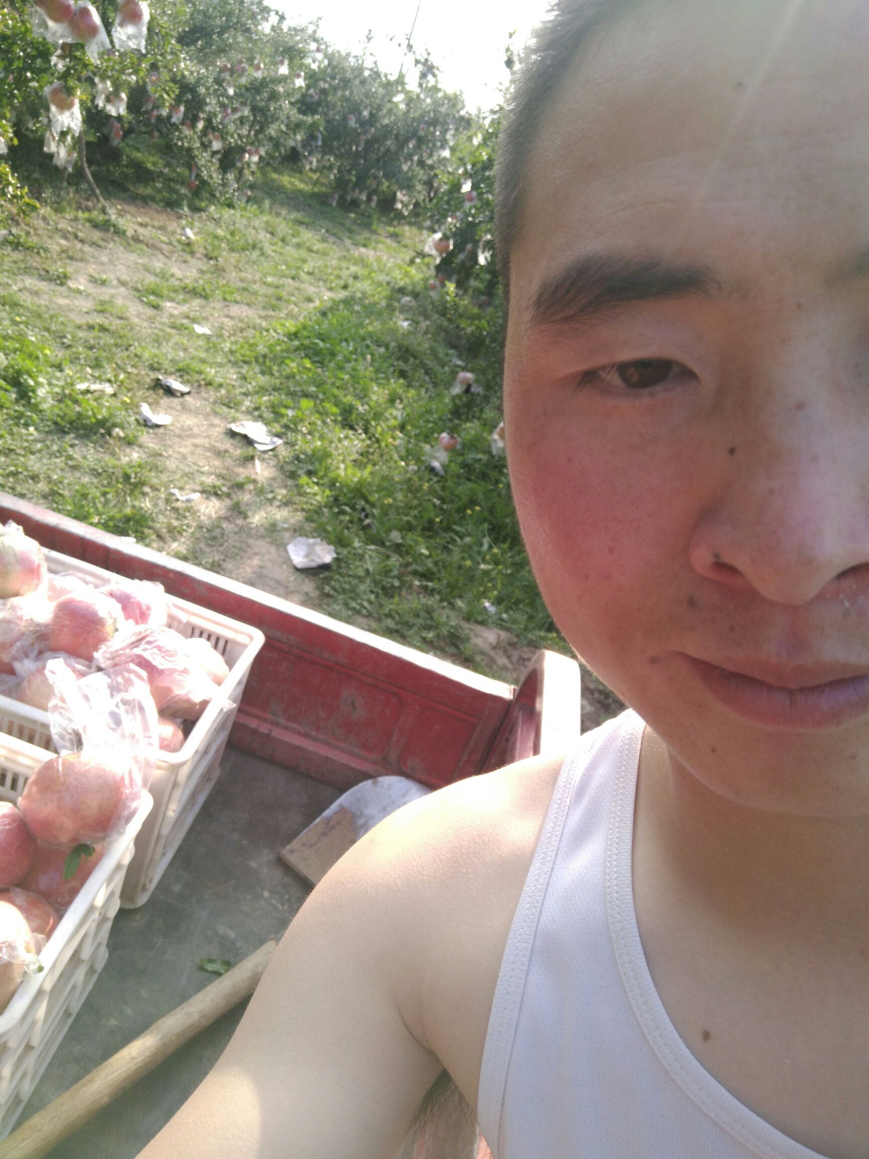  刚下地的石榴