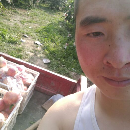 临猗县 刚下地的石榴