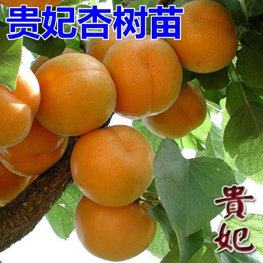 平邑县 果树苗嫁接杏树苗贵妃杏树苗杏子苗盆栽地栽南北方种植当年结果