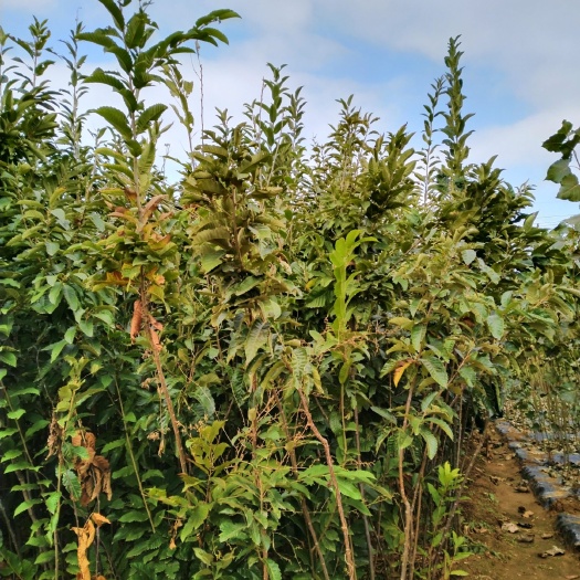 灵寿县迁西板栗苗 实生苗 1.5~2米
