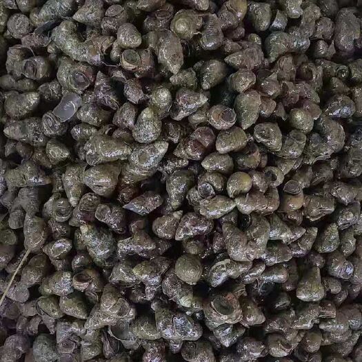 监利市新鲜石螺，现捞现发