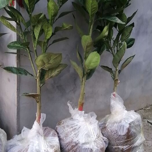 秭归县纽荷尔脐橙苗 赣南早脐橙苗木 地径3cm以上苗木联系