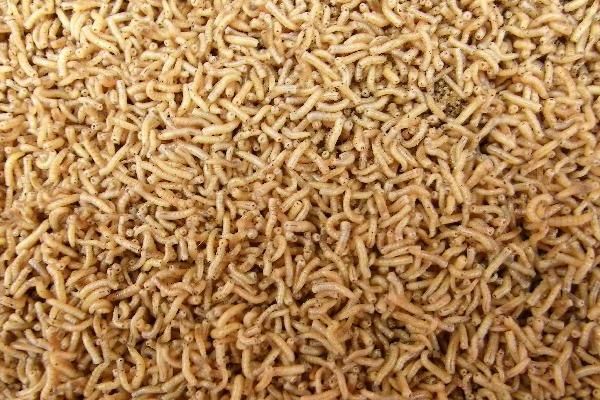 如东县 无菌冷冻高蛋白饲料！冷冻蝇蛆！水产养出高品质！