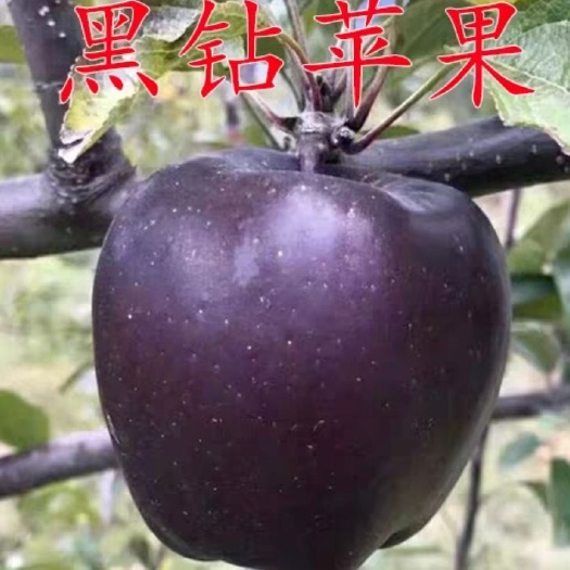 平邑县黑钻苹果树苗 黑钻苹果嫁接果树苗包成活包纯度死苗补发