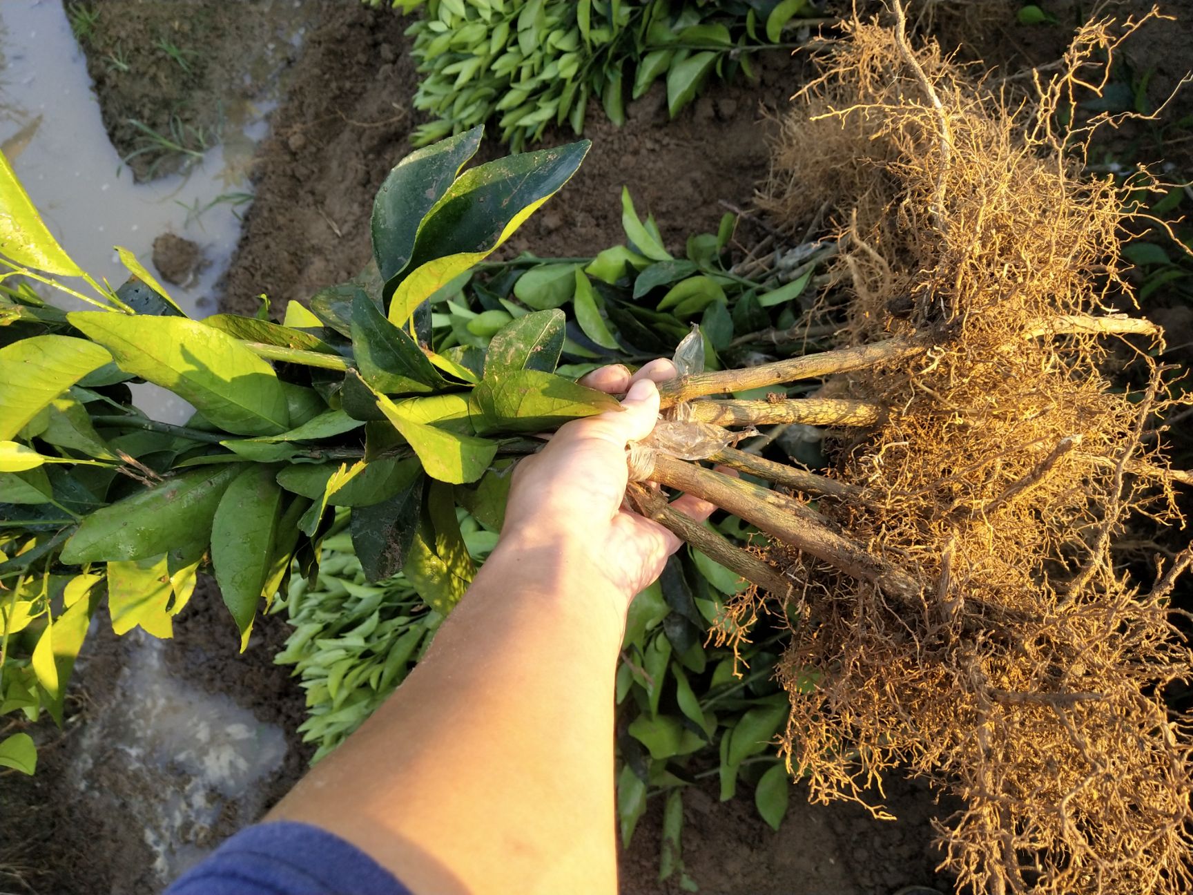 091无核沃柑苗  优质沃柑苗 品质保证