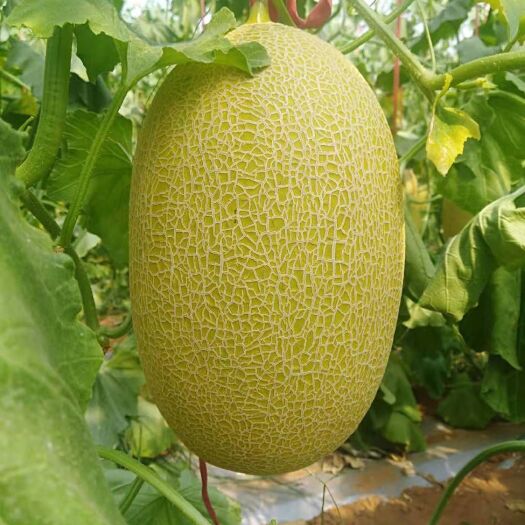 北海 k11哈密瓜，蜜蜂授粉的，无畸形瓜，6万斤左右，欢迎客商来采